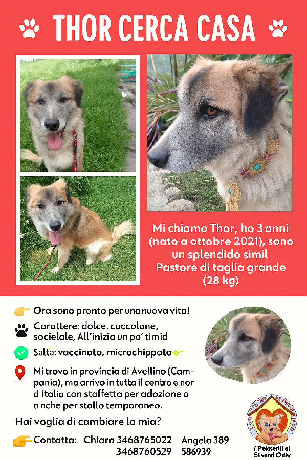 🐾 THOR CERCA CASA 🐾 Foto 9